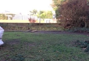 Garden after tree removed