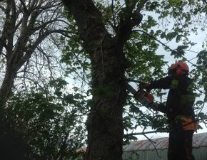 Tree maintenance Largs
